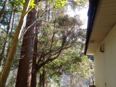 いすみ市 伐採／屋根に覆いかぶさった杉の枝落とし