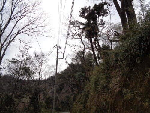 富津 台風 折損木 伐採