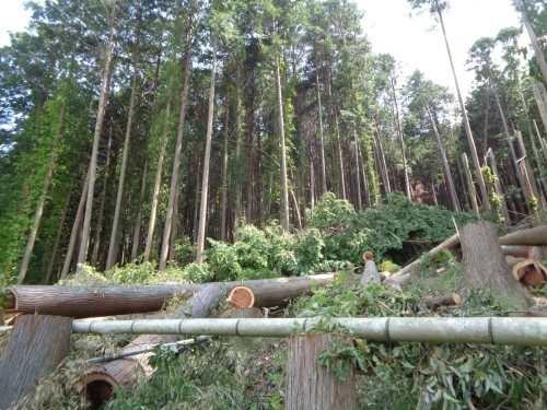 千葉県 君津市 折損木伐採