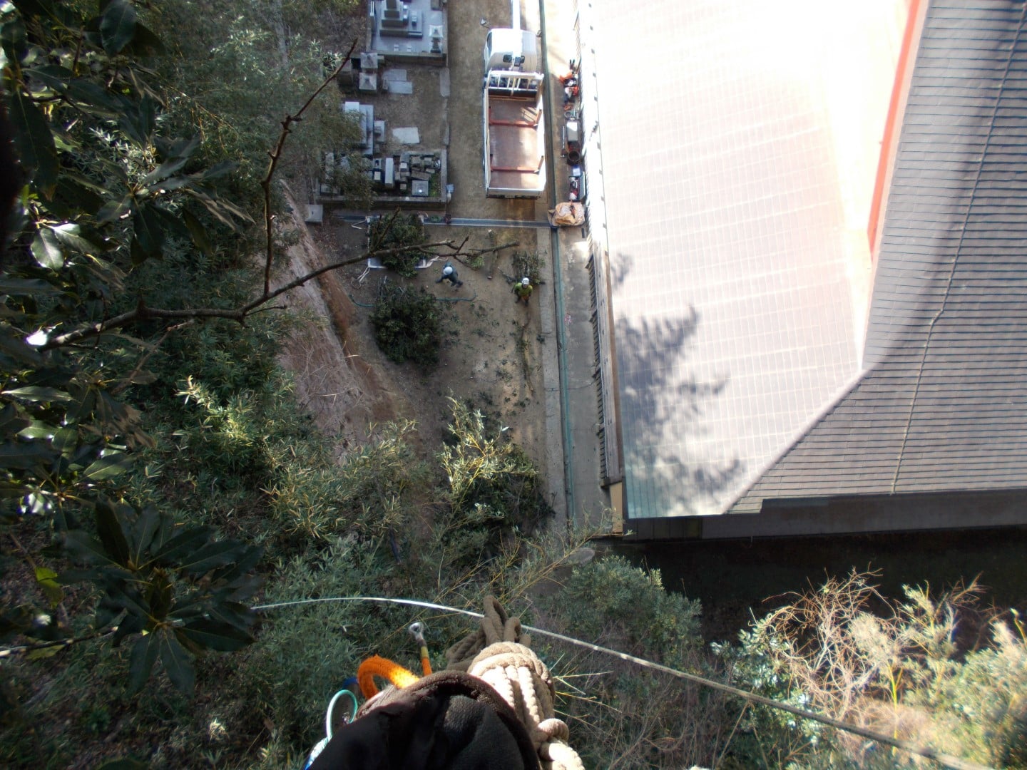 東金市 伐採作業 ／ 本堂の屋根に覆いかぶさる太枝を吊るし切り