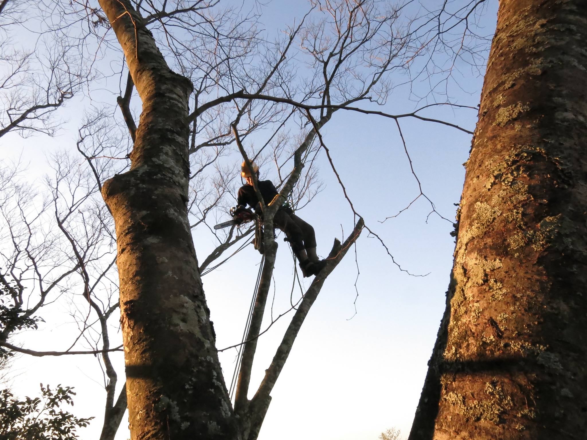 いすみ市 ／古民家の屋根にかかっている樹木の伐採（特殊伐採）