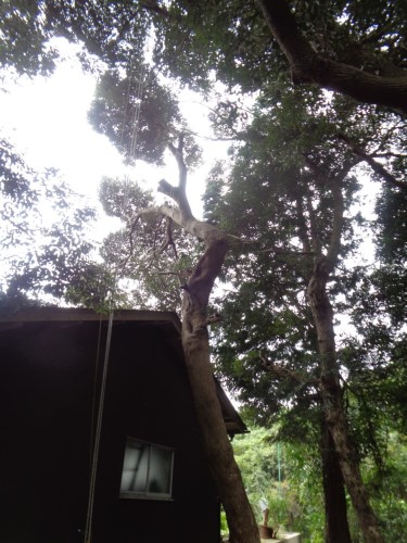いすみ市 伐採 ／ 物置の屋根に枝が大きく張り出したシイノキの伐採