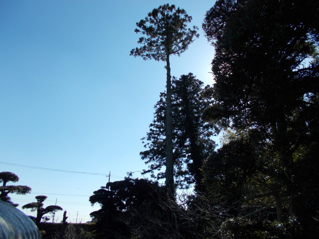 茂原市にて、空き地に立つ、ムクノキとタブノキの伐採